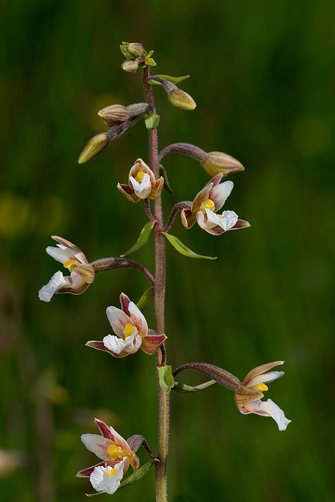 Epipactis palustris